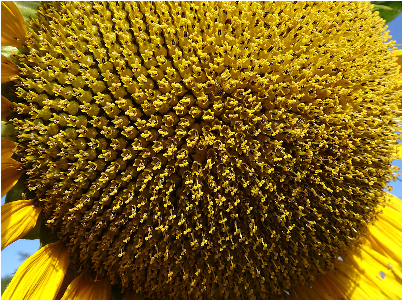 Image of Helianthus annuus specimen.