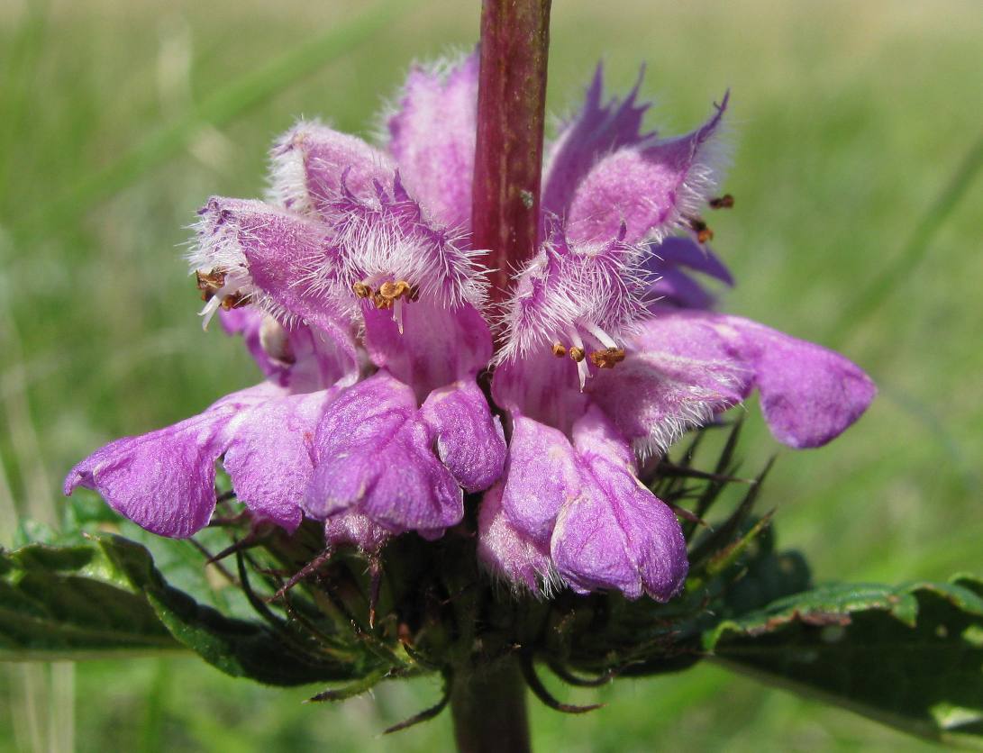 Image of Phlomoides tuberosa specimen.