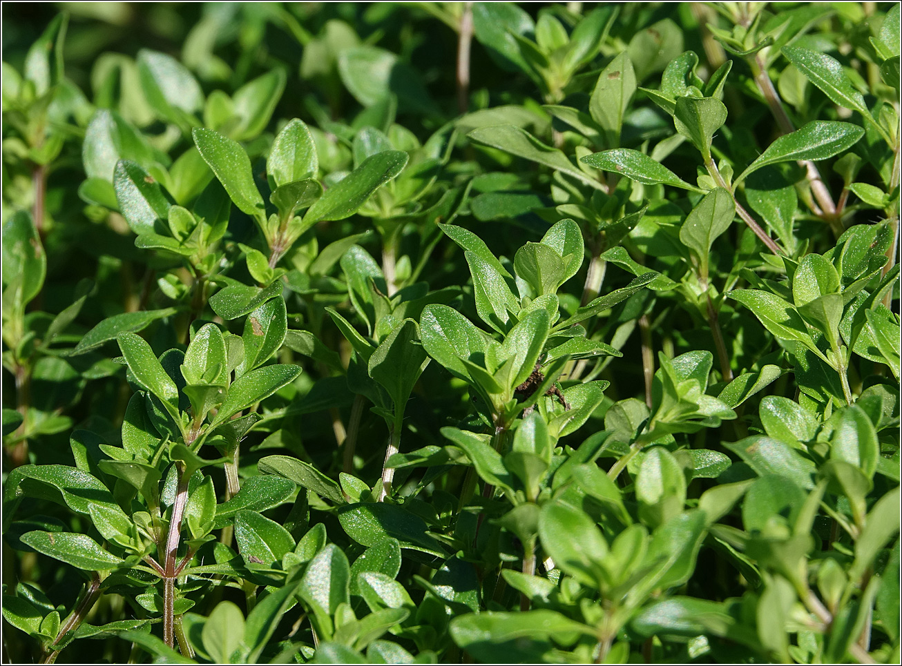 Изображение особи Thymus ovatus.