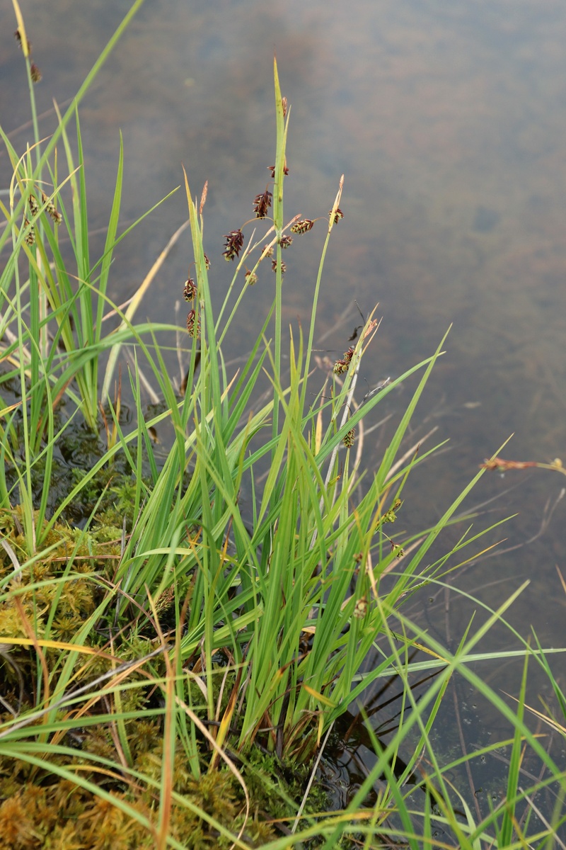 Изображение особи Carex paupercula.