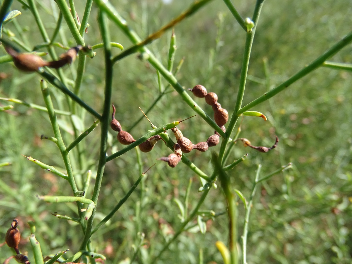 Image of Alhagi pseudalhagi specimen.