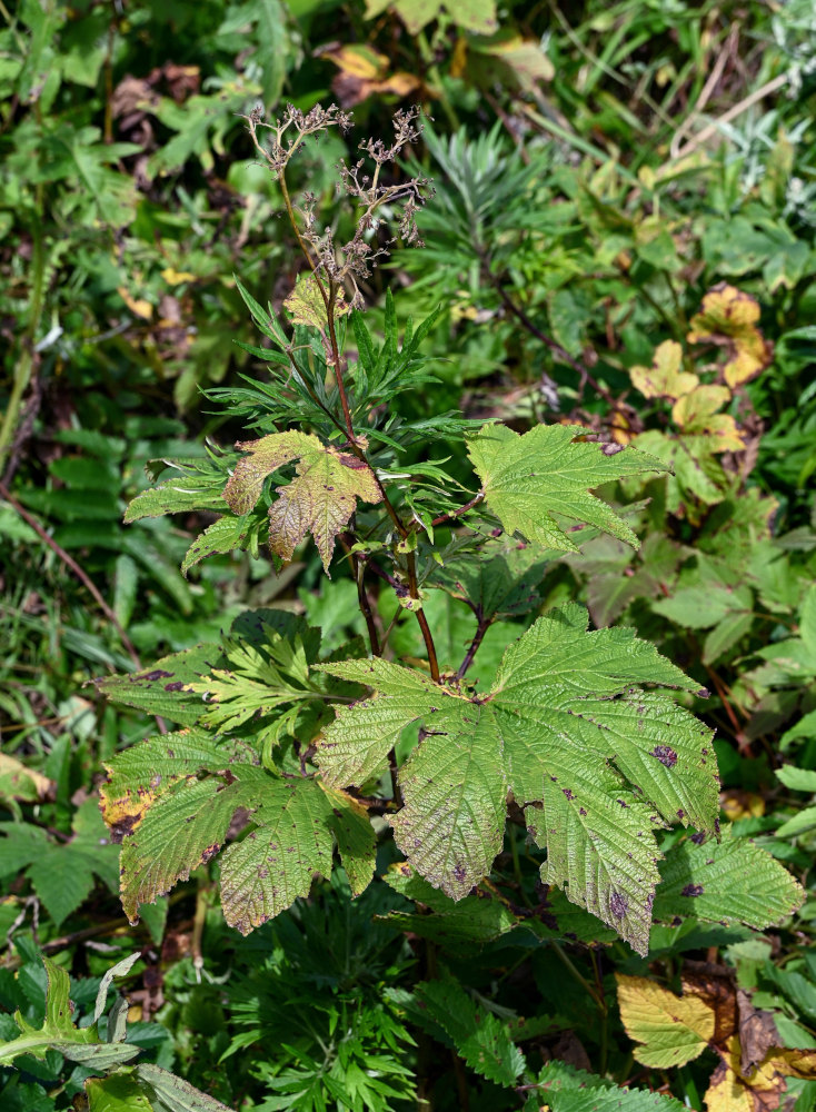 Image of Filipendula camtschatica specimen.