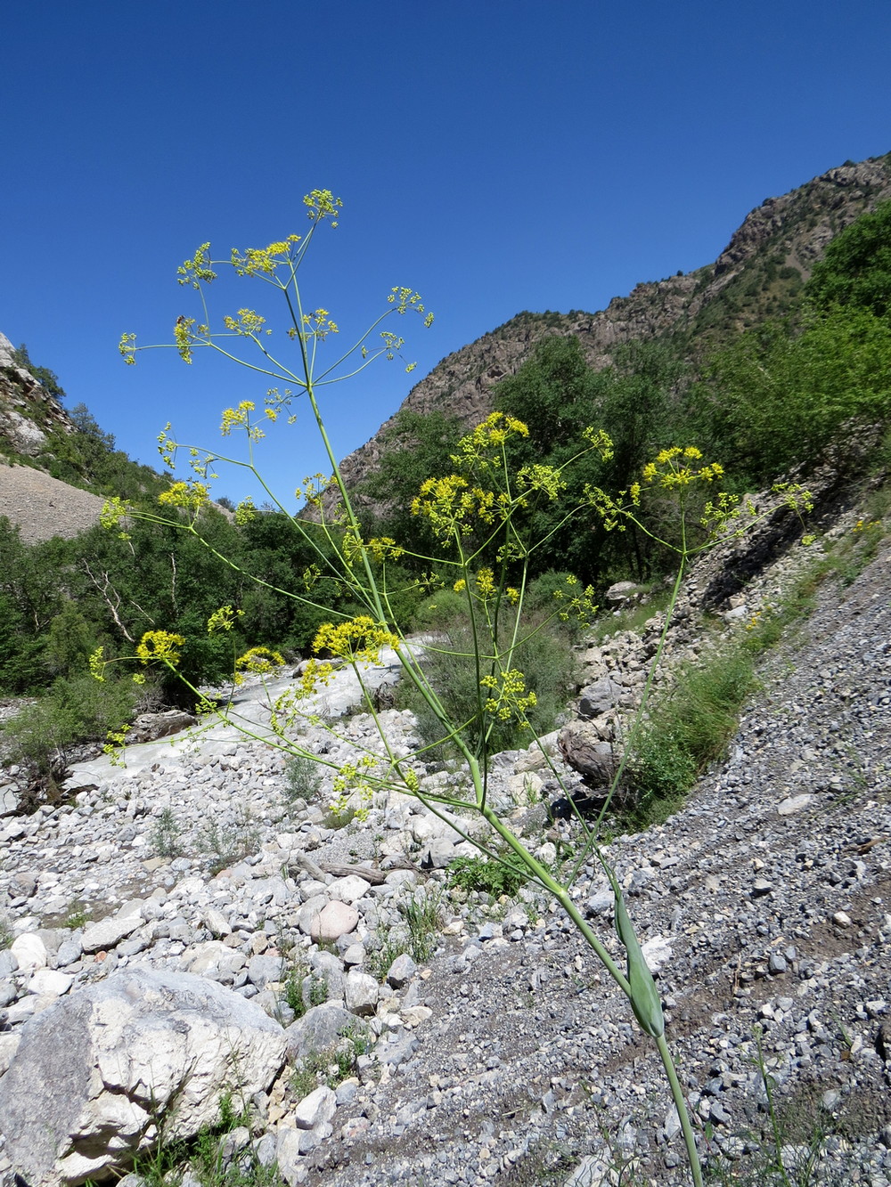 Изображение особи Ferula ugamica.