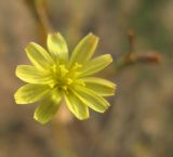 Lactuca saligna