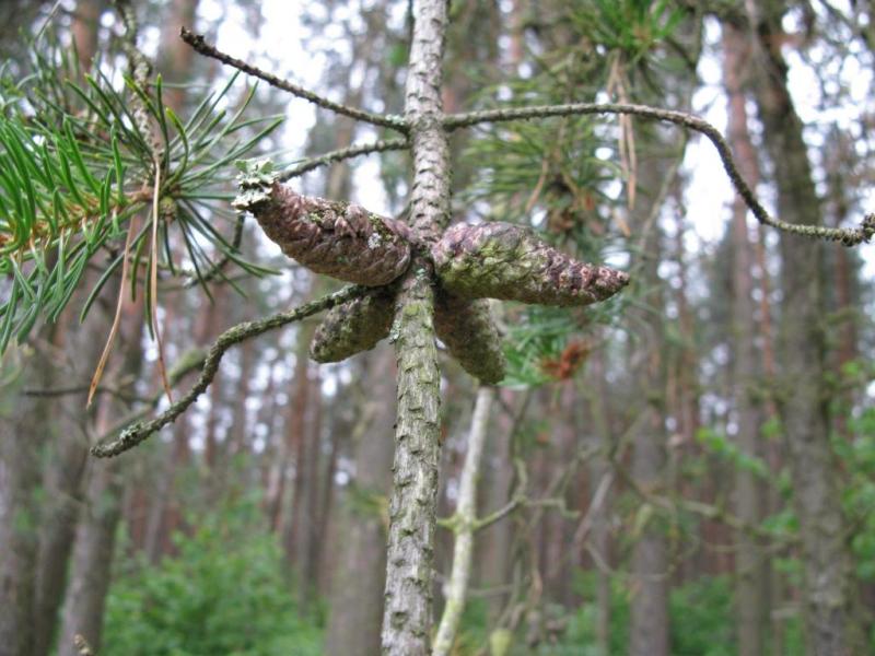 Изображение особи Pinus banksiana.