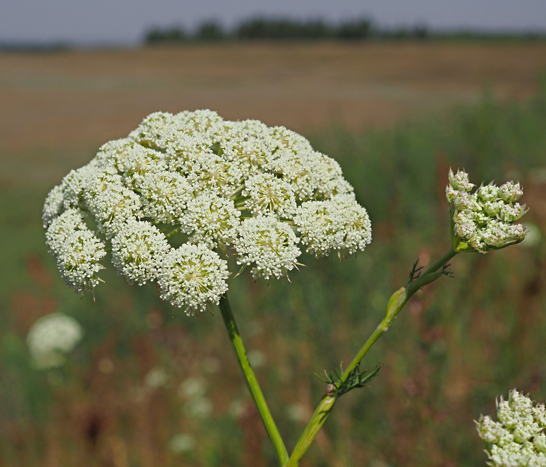 Изображение особи Seseli annuum.