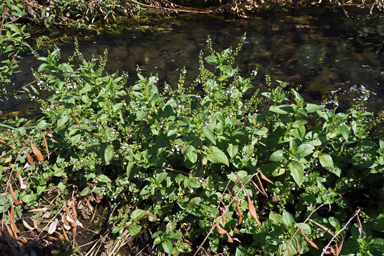 Image of Veronica anagallis-aquatica specimen.