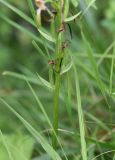 Platanthera chlorantha. Фрагмент побега с основанием незрелого соплодия. Республика Ингушетия, Джейрахский р-н, ур. Кязи, выс. 1880 м н.у.м, край оврага. 22 июля 2022 г.