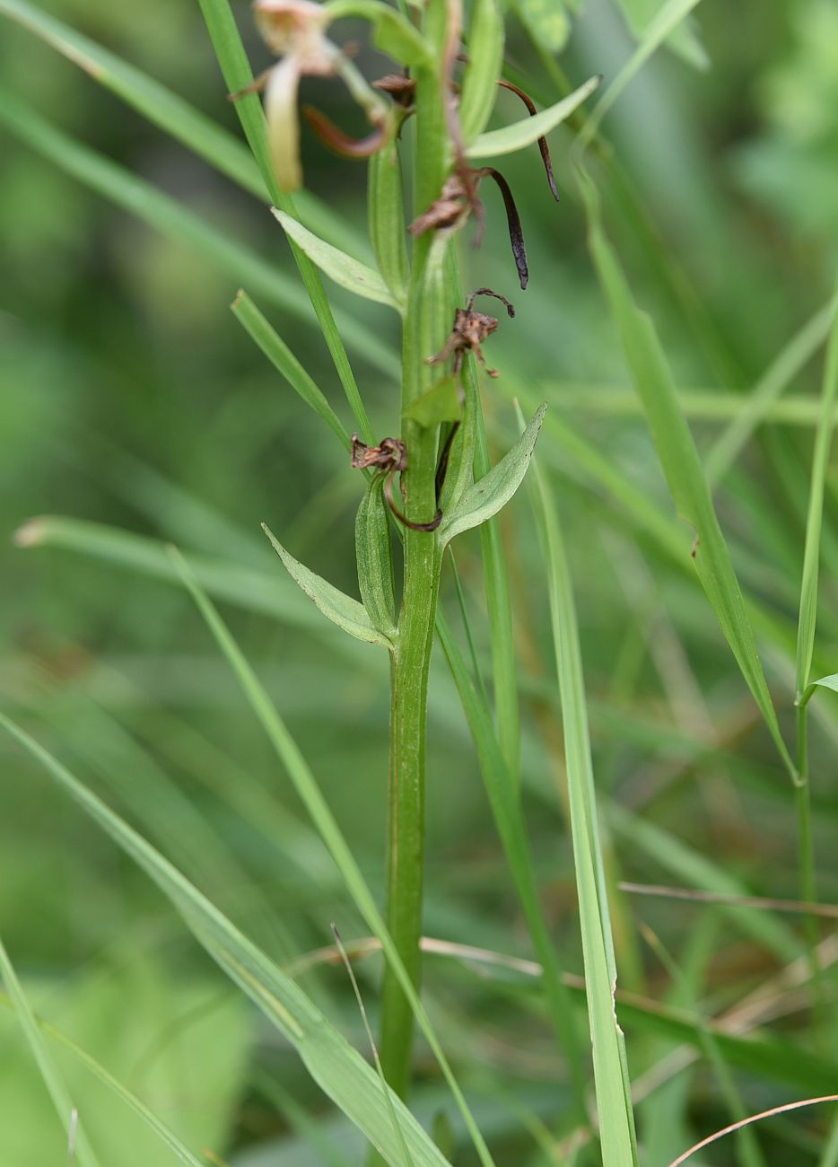 Изображение особи Platanthera chlorantha.