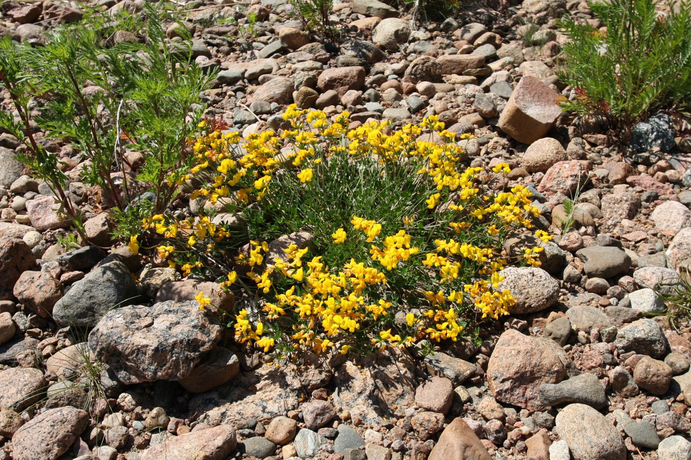 Image of Lotus ruprechtii specimen.