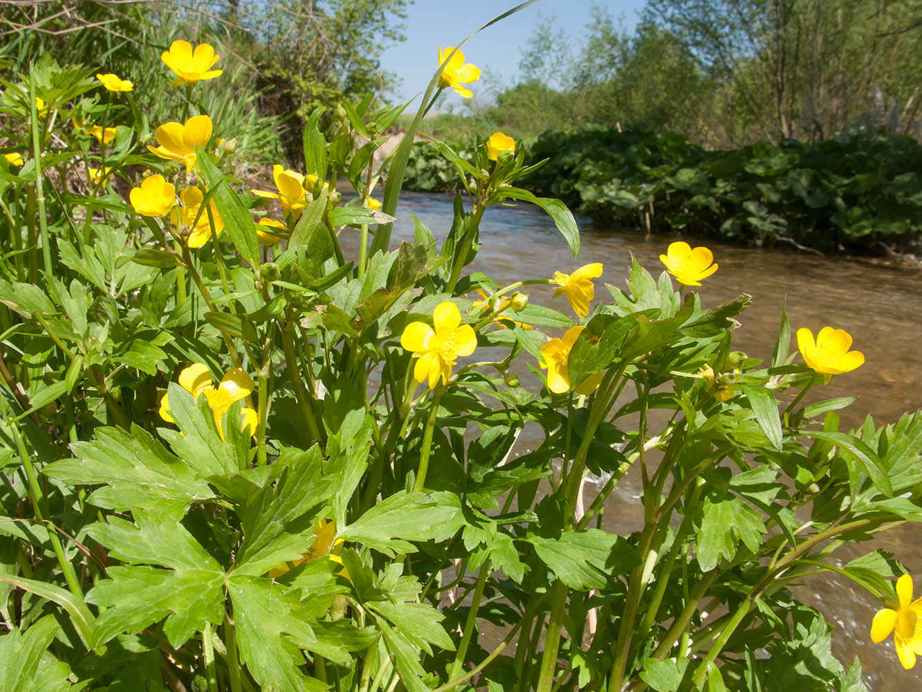 Изображение особи Ranunculus repens.