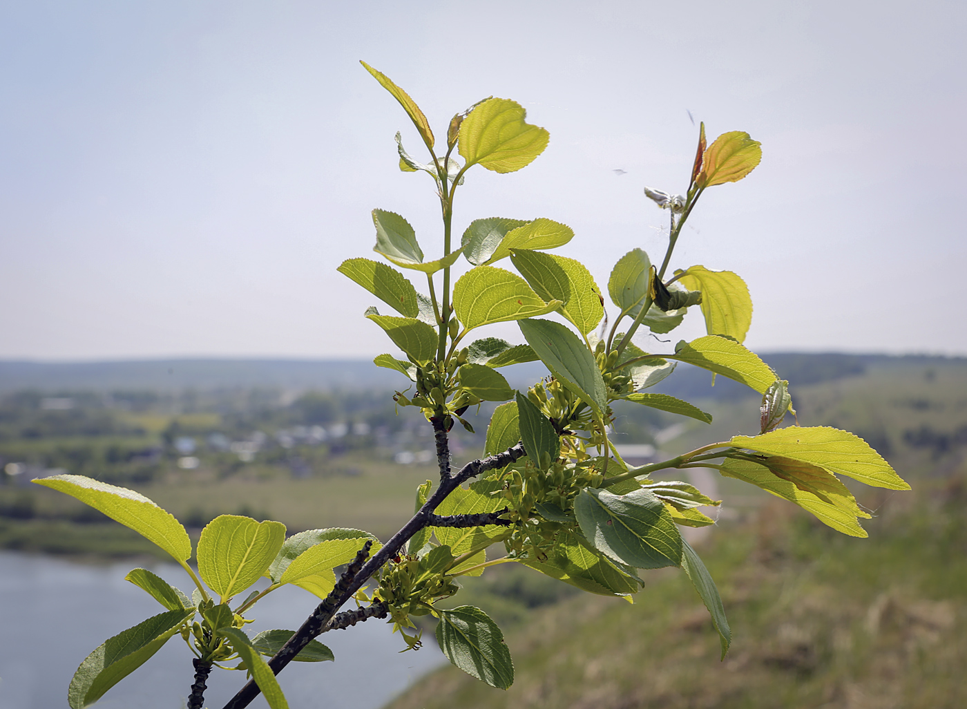 Image of Rhamnus cathartica specimen.