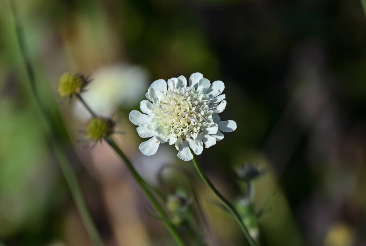 Image of Scabiosa ochroleuca specimen.