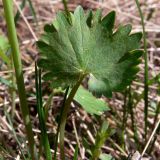 Ranunculus monophyllus. Прикорневой лист. Свердловская обл., окр. г. Североуральск, район скал Три Брата, берег р. Вагран. 15.05.2010.