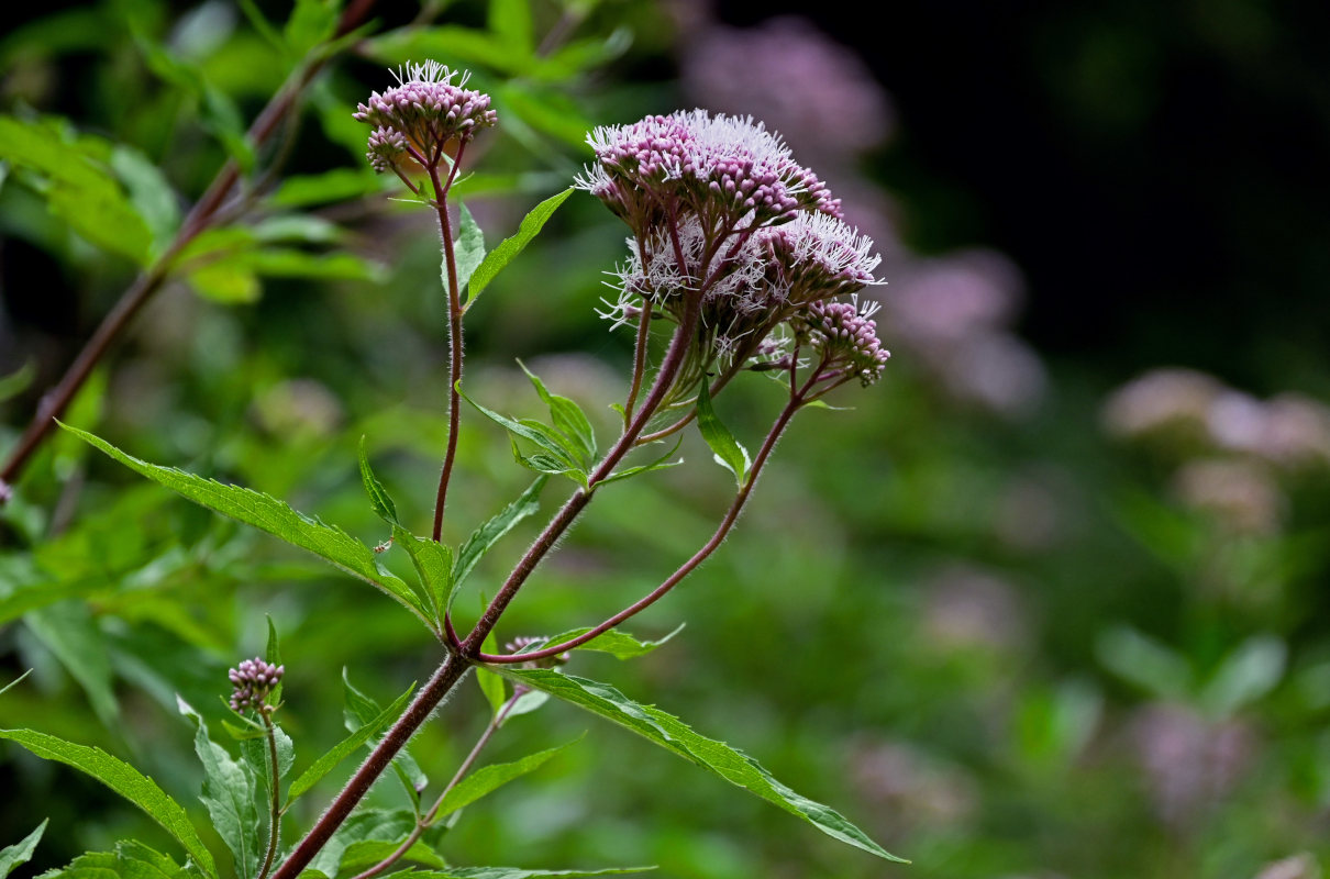 Изображение особи Eupatorium cannabinum.