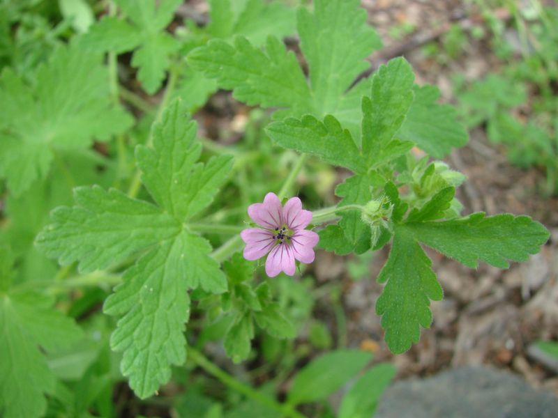 Image of Geranium divaricatum specimen.