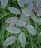 Rosa glauca