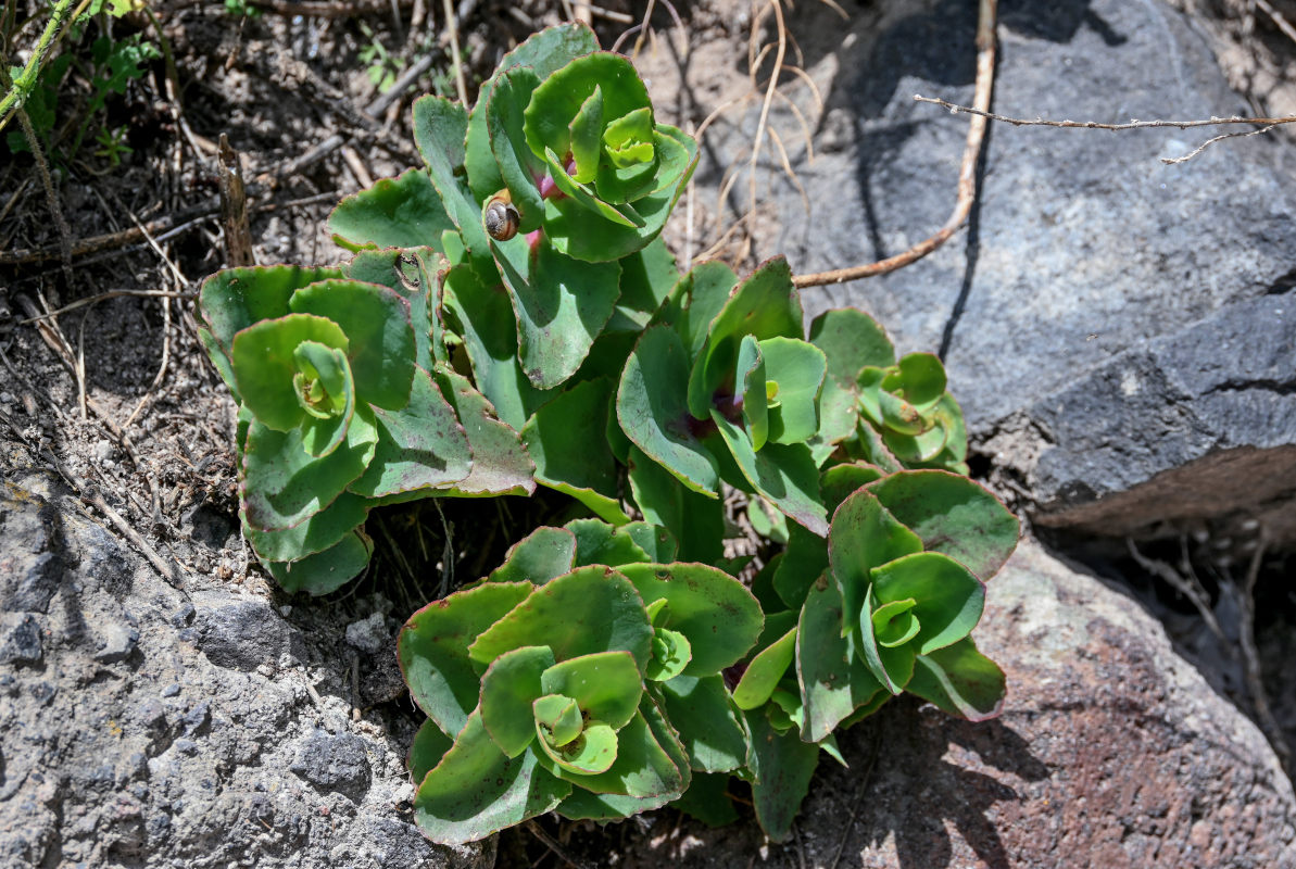 Изображение особи Hylotelephium caucasicum.