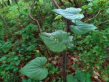 Смотреть изображение Tamus communis