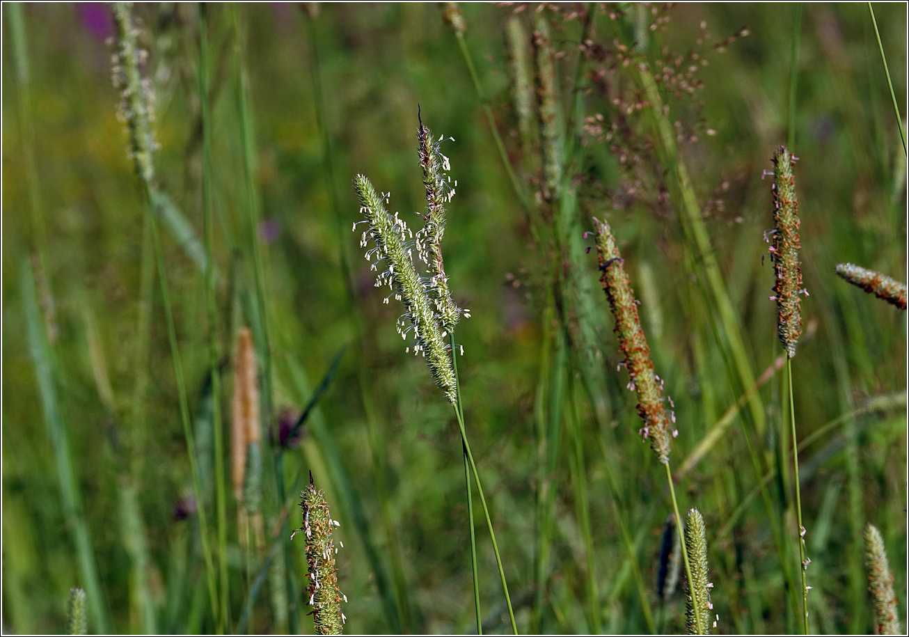 Image of Phleum pratense specimen.