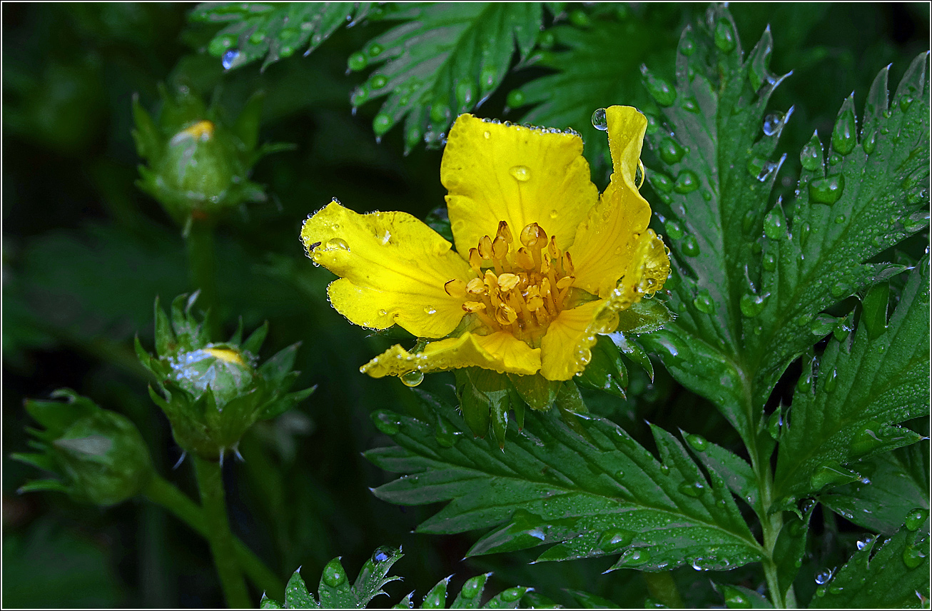 Image of Potentilla anserina specimen.