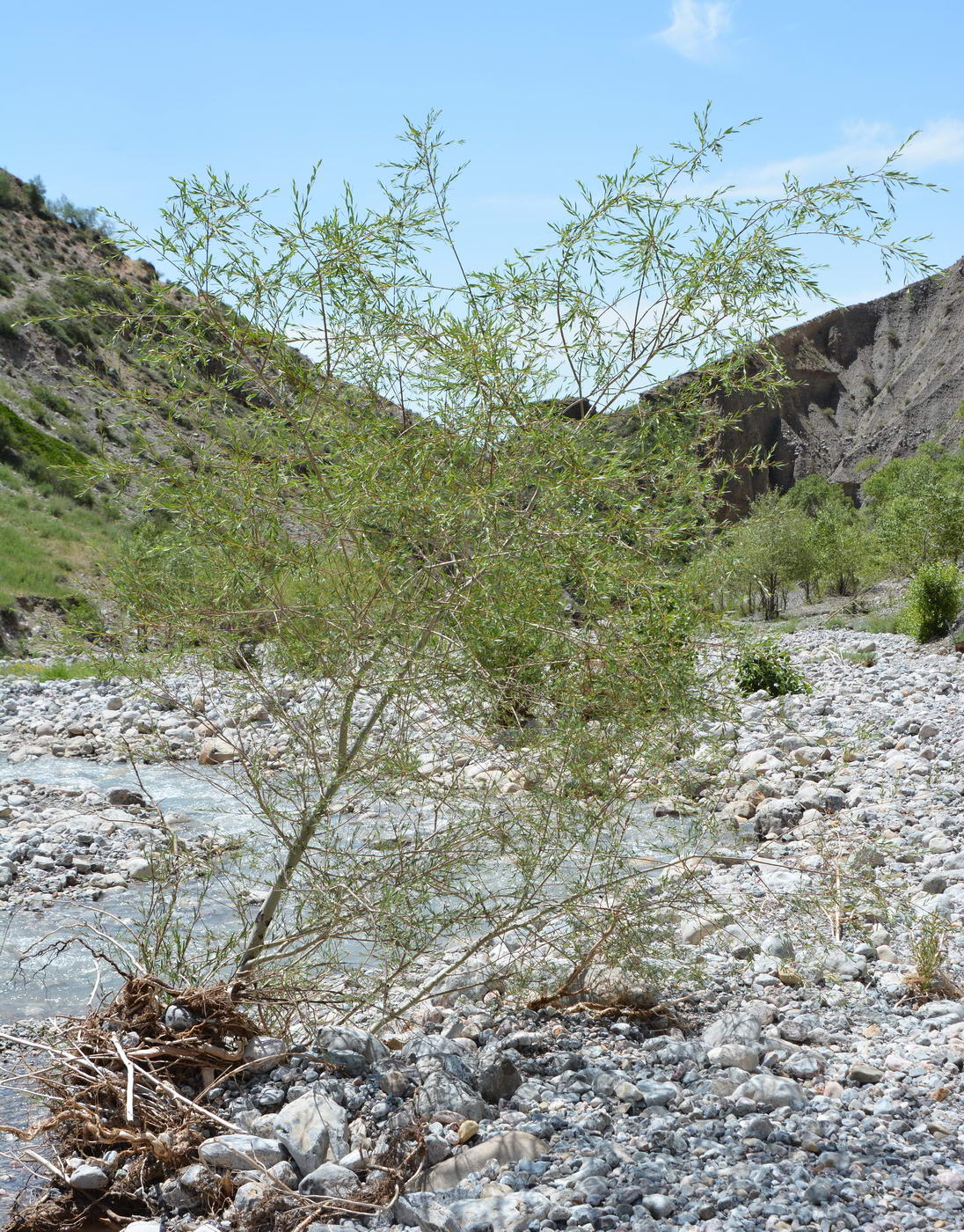 Image of genus Salix specimen.