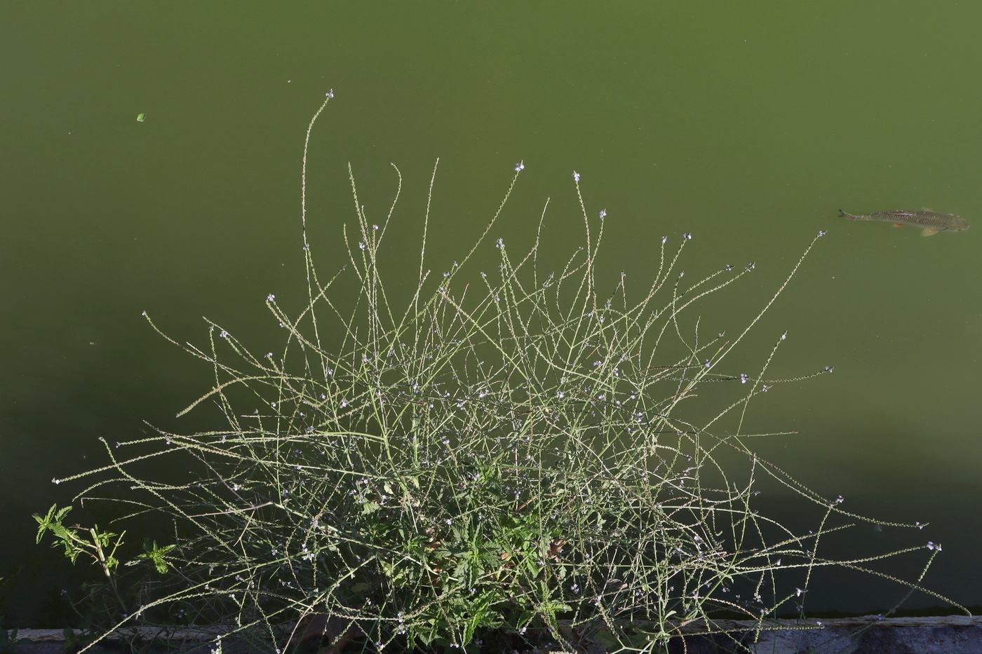 Изображение особи Verbena officinalis.