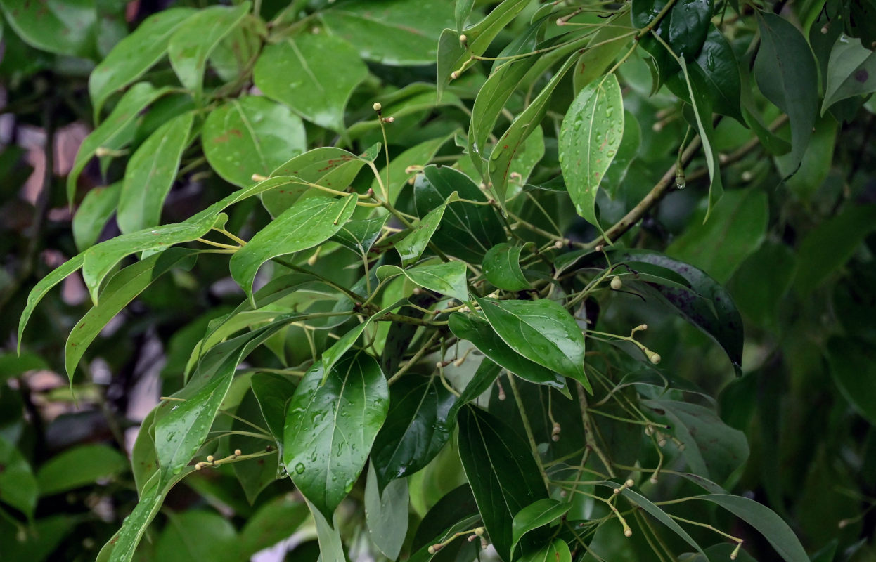 Image of Cinnamomum camphora specimen.