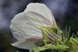 Hibiscus trionum. Цветок (вид со стороны чашечки). Приморский край, Уссурийский гор. округ, с. Монакино, заросли амброзии за территорией частного подворья. 18.08.2024.