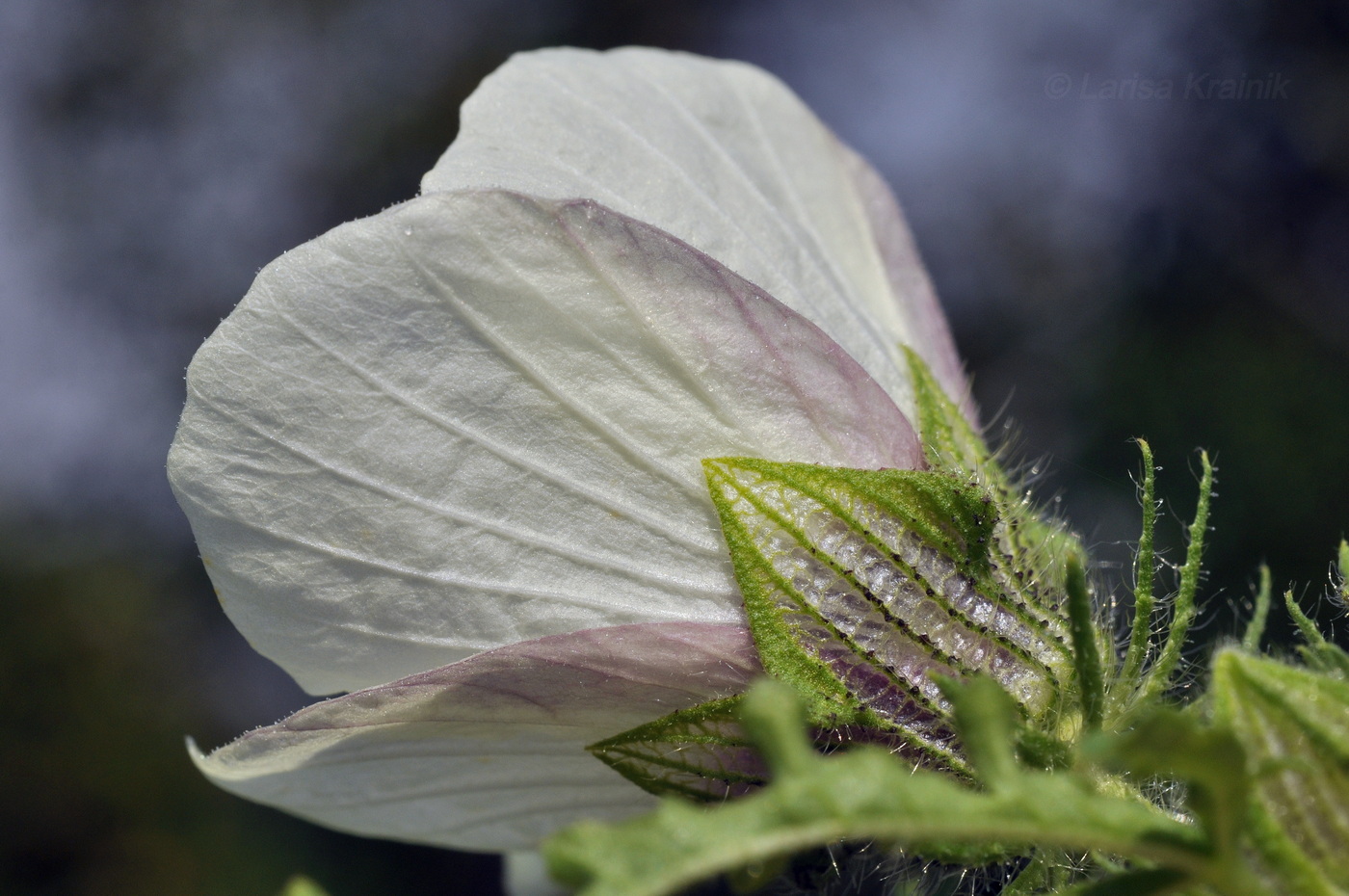 Изображение особи Hibiscus trionum.