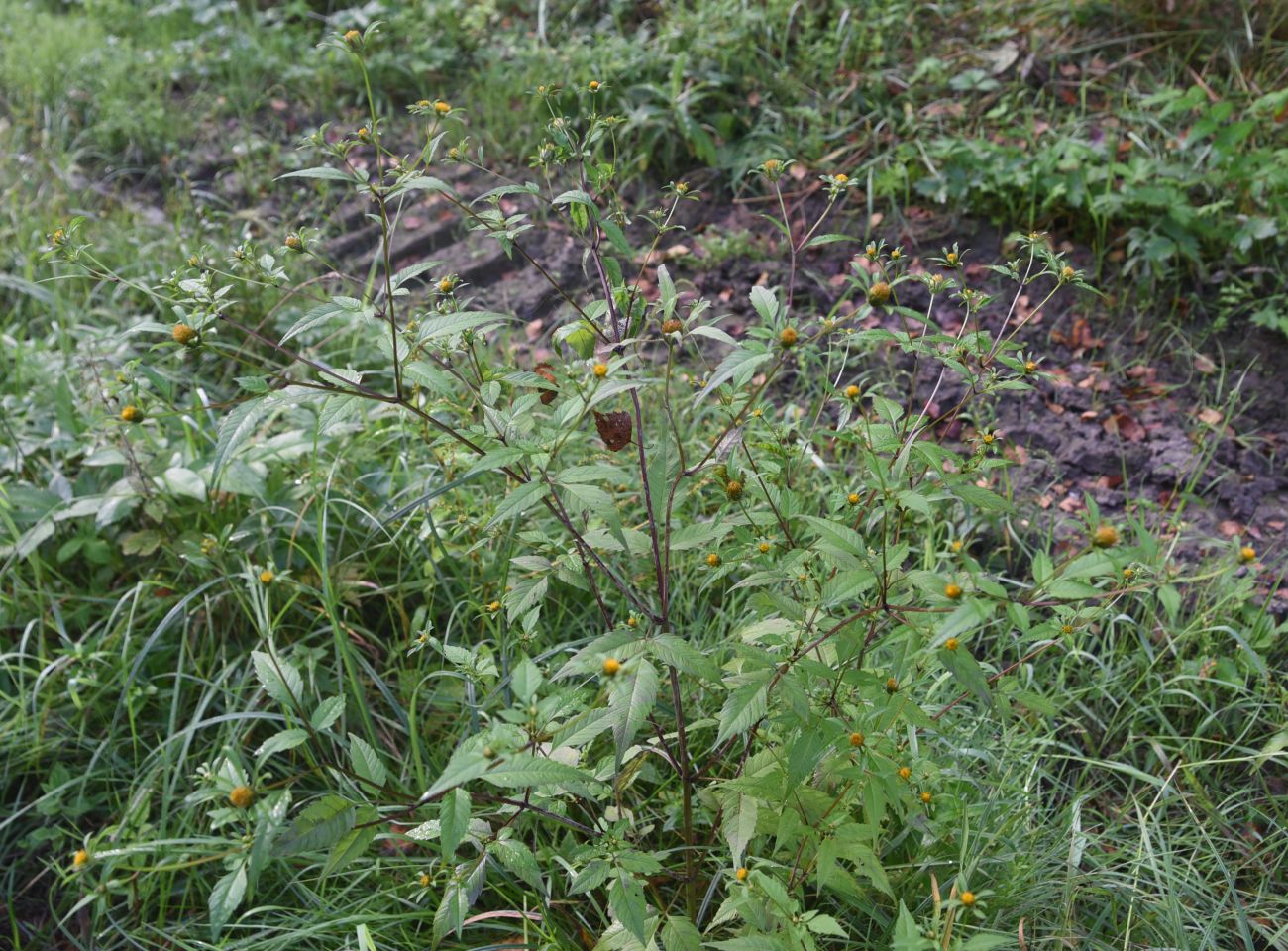 Image of Bidens frondosa specimen.