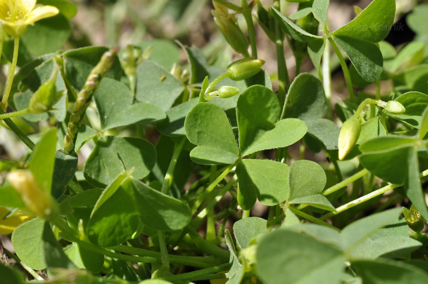 Изображение особи Oxalis corniculata.