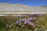 Primula pamirica. Аспект цветущих растений. Таджикистан, Горно-Бадахшанская автономная обл., Мургабский р-н, Южно-Аличурский хр., дол. оз. Чукуркуль, выс. ≈ 3952 м н.у.м., заболоченный берег озера. 3 июля 2024 г.