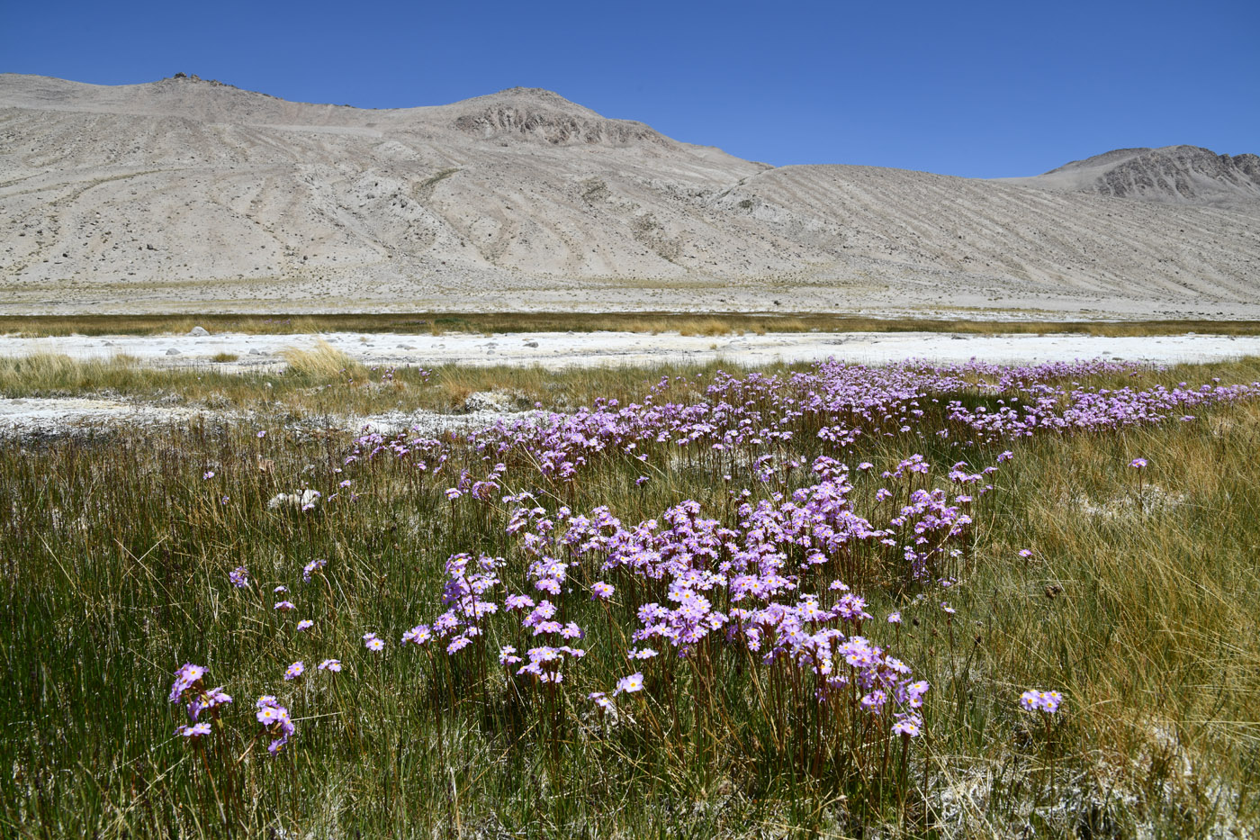 Image of Primula pamirica specimen.