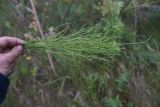 Equisetum arvense