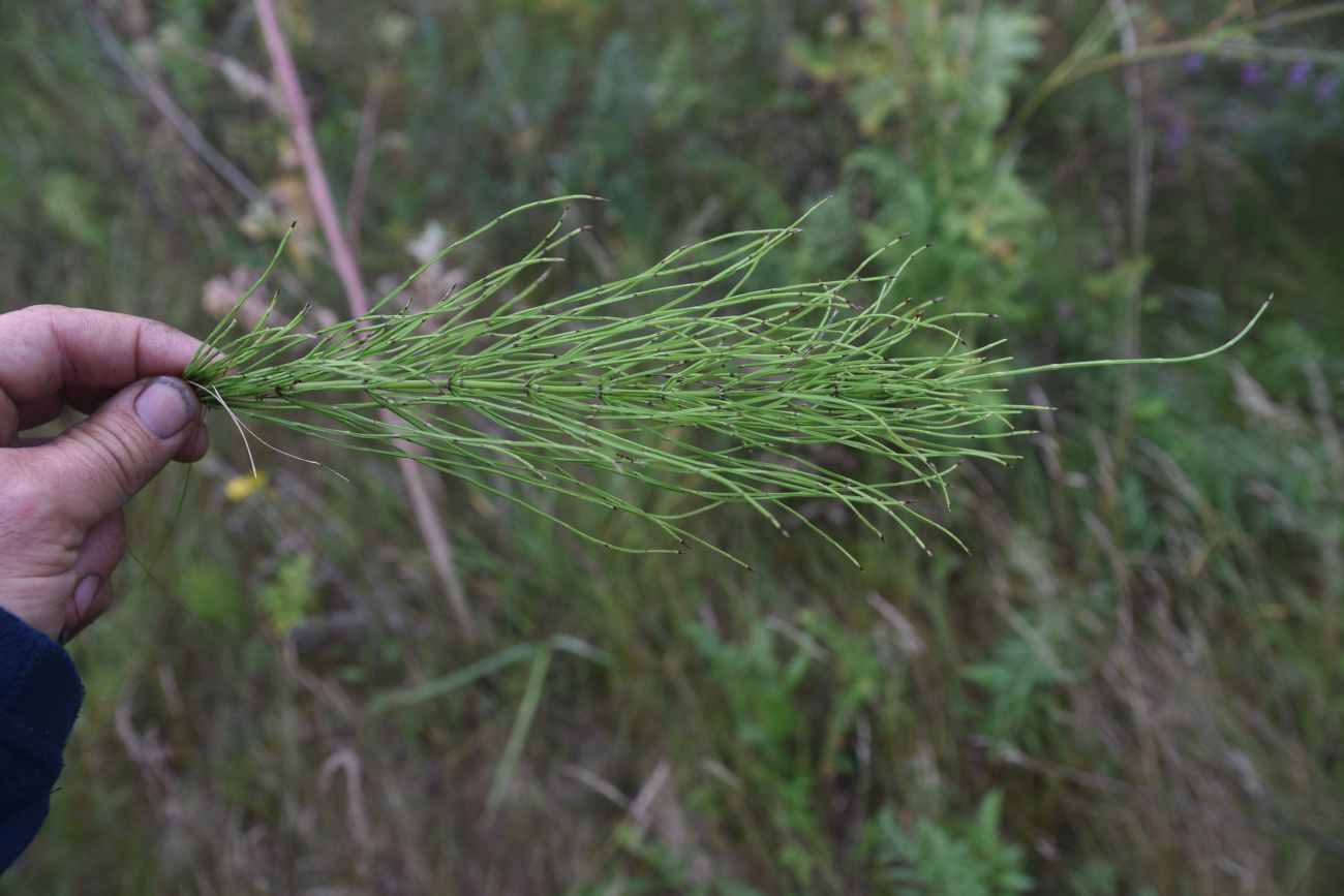 Изображение особи Equisetum arvense.