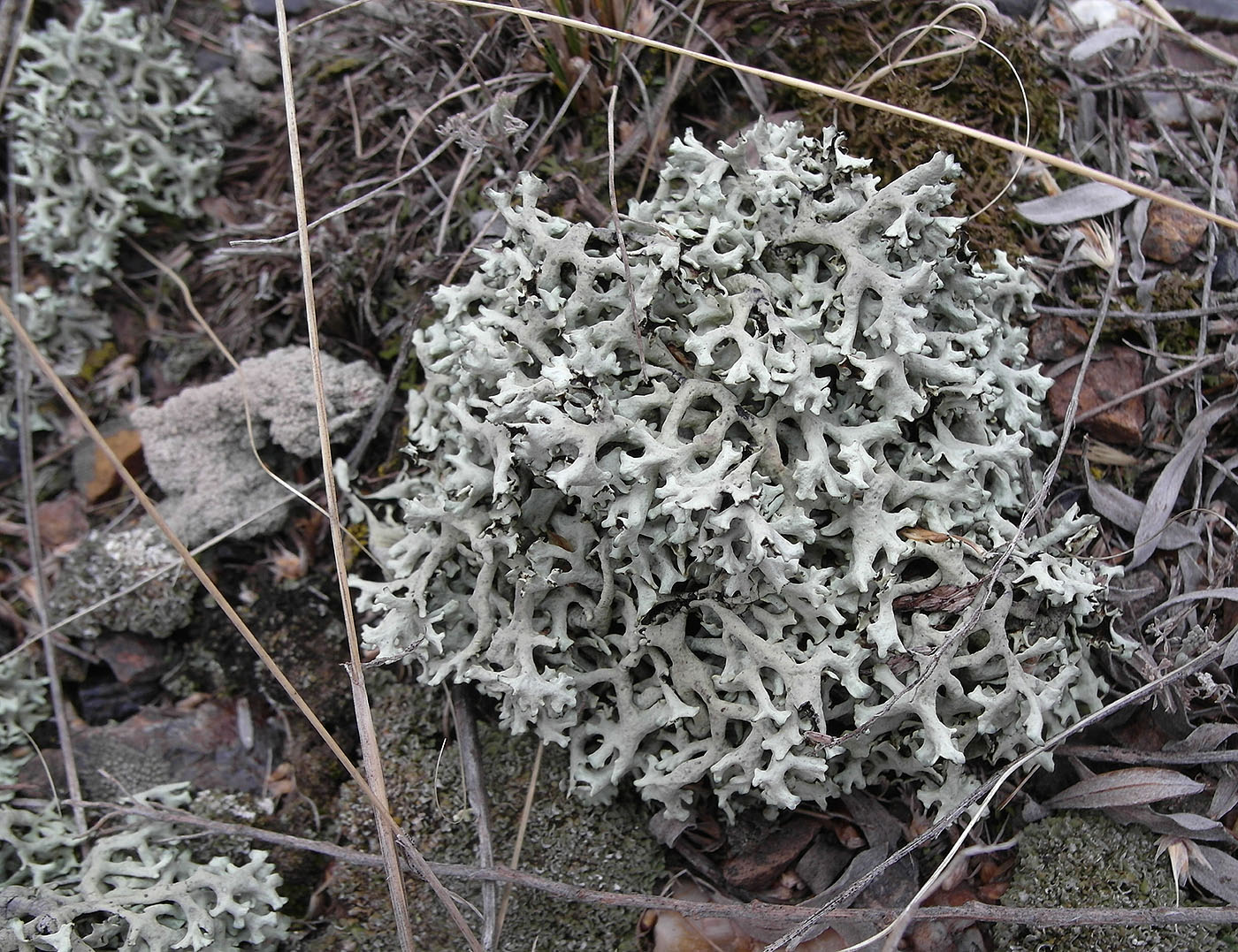 Image of Xanthoparmelia vagans specimen.