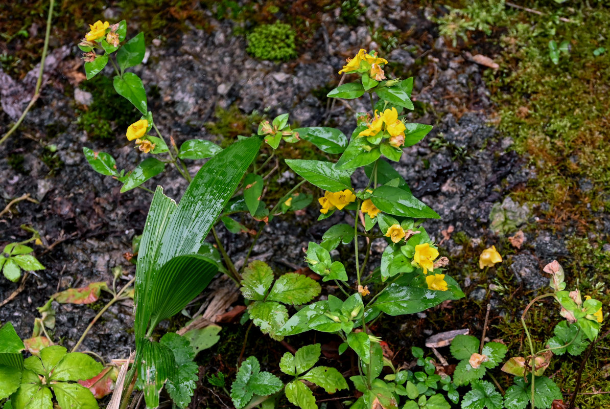 Изображение особи Lysimachia melampyroides.