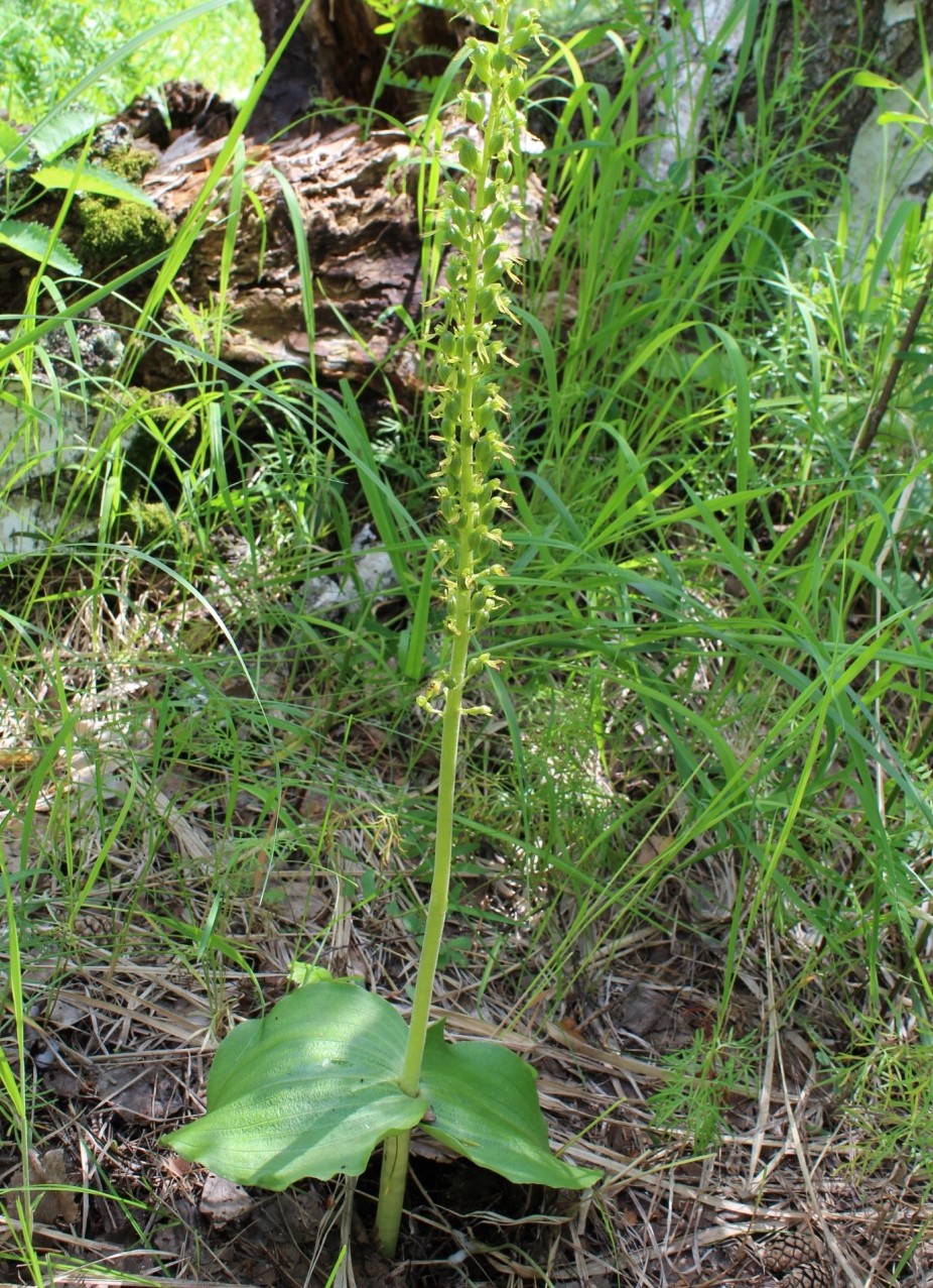 Image of Listera ovata specimen.