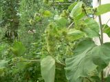 Arctium lappa