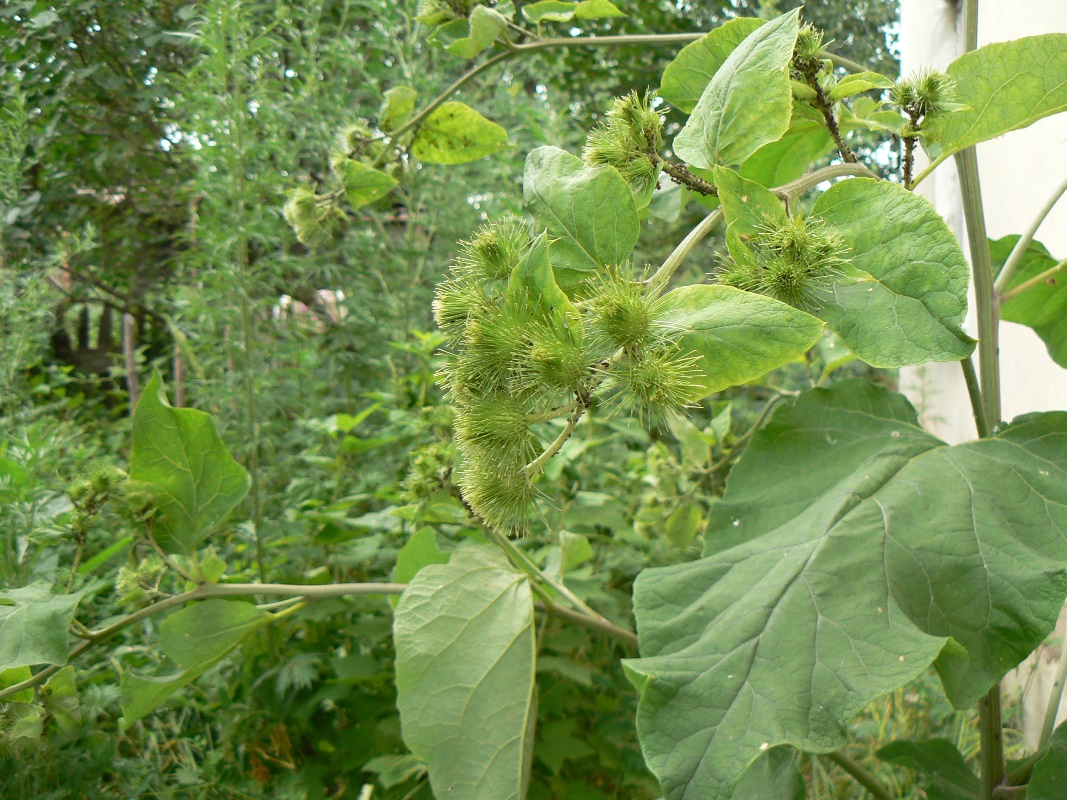 Image of Arctium lappa specimen.