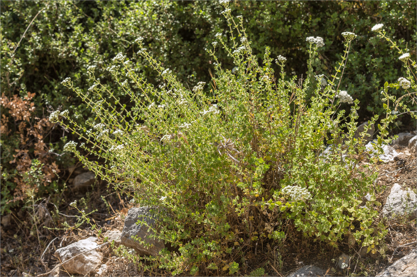 Image of Origanum onites specimen.