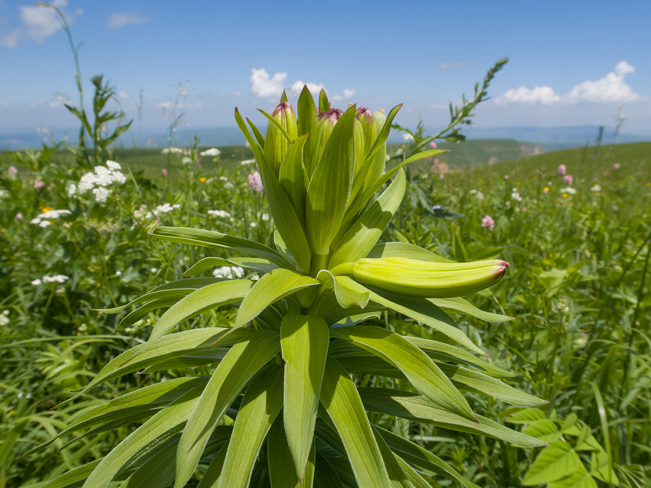 Image of Lilium monadelphum specimen.