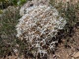 Cerastium biebersteinii. Вегетирующее растение. Крым, Южный Берег, окр. с. Лучистое, гора Южная Демерджи, на каменисто-глинистом склоне. 03.06.2024.