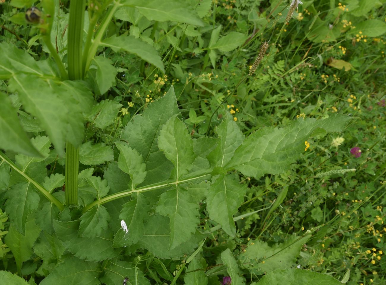 Image of Cephalaria gigantea specimen.