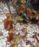 Hamamelis virginiana