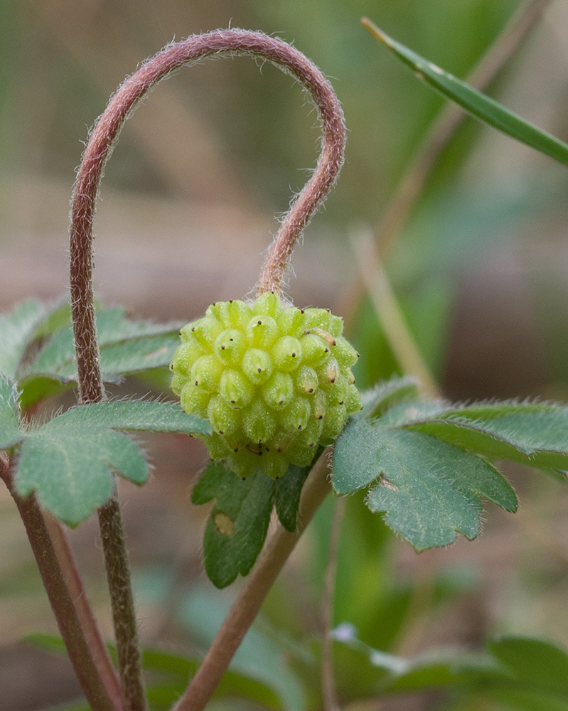Image of Anemone banketovii specimen.