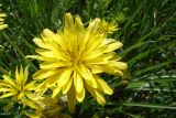 Смотреть изображение Scorzonera mollis