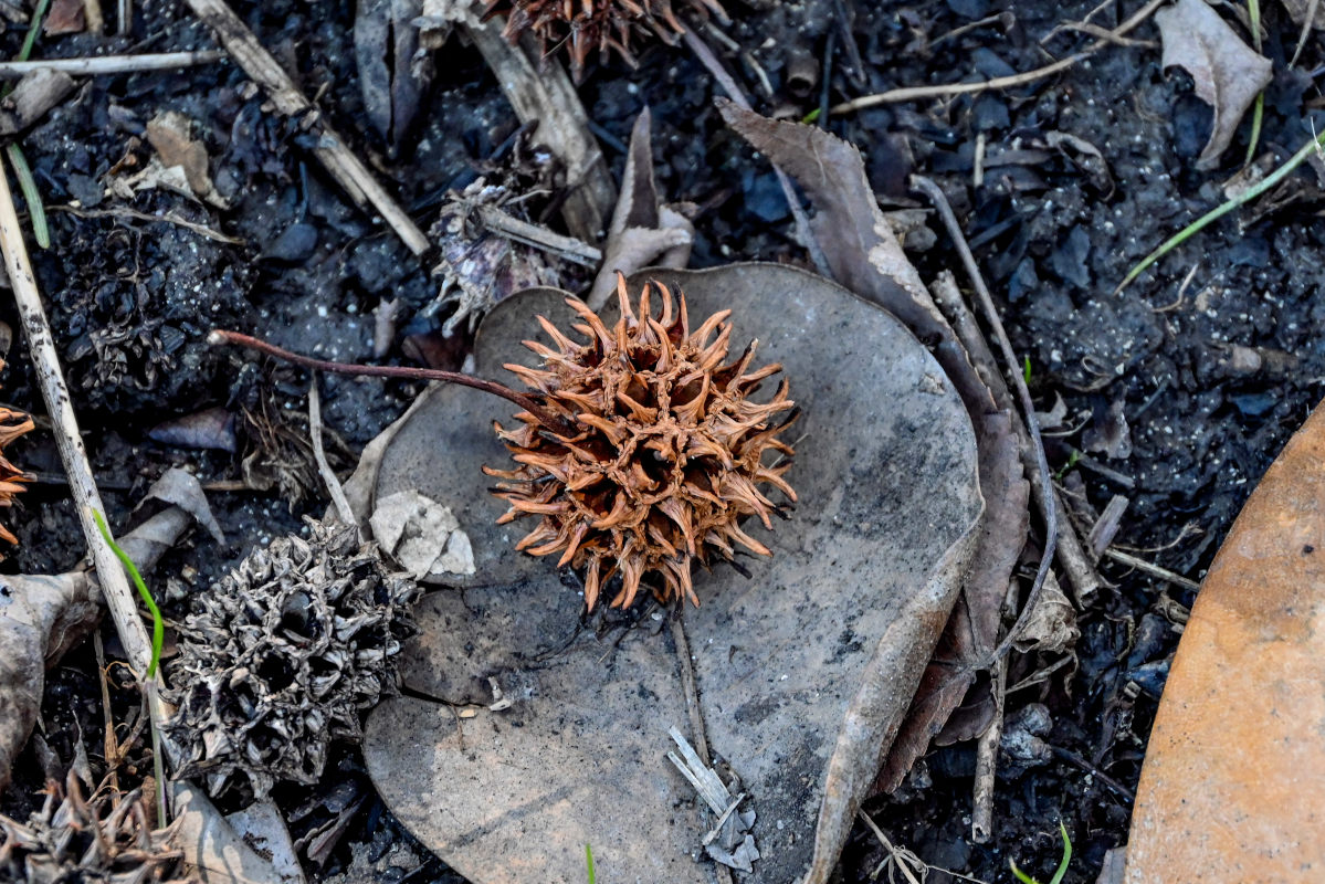 Image of Liquidambar styraciflua specimen.