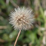 Смотреть изображение семейство Asteraceae